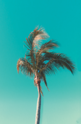Views of Mexico Palm Tree Art Print - Glitter Bones Boutique