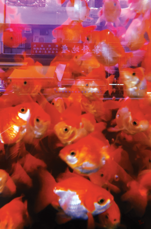 Views of Hong Kong Goldfish Market Art Print - Glitter Bones Boutique